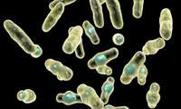 اهمیت باکتری های کلستریدیوم در مواد غذایی